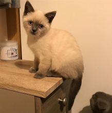 Registered male and female British Shorthair kittens for re-homing. Image eClassifieds4u 2