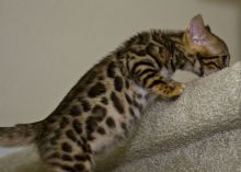 Sale : I have a beautiful Bengal Kittens Image eClassifieds4u 1
