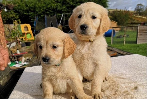 Offering : Golden Retriever Puppies For Offer Image eClassifieds4u