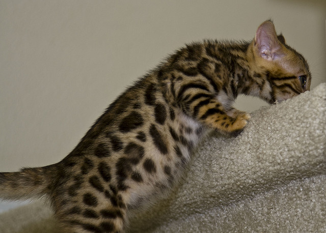 Sale : I have a beautiful Bengal Kittens Image eClassifieds4u