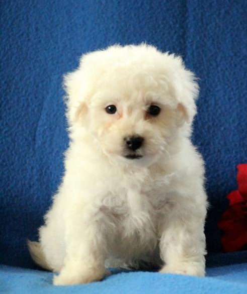 🏠💕 Ckc ☮ Male 🐕 Female 🎄 Bichon Frise Puppies ✿✿🏠💕Delivery is possible 🌎 Image eClassifieds4u