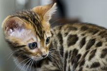 : Potty Trained Gorgeous Bengal Kittens ready. hgtd