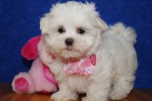 : Registered female Maltese puppy for re-homing.