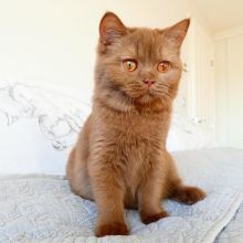 : Smart British Shorthair Kittens For Sale at moderate price..