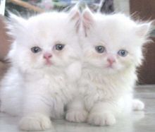 : Trained Gorgeous Persian Kittens