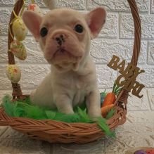 Adorable French Bulldog puppy