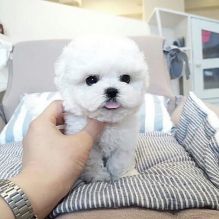 Adorable tea cup white poodle puppies