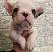 AKC quality French Bulldog puppy for free adoption