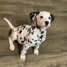 Beautiful A KC registered Dalmatian puppies