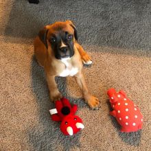 Cute and lovely male and female Boxer puppies.