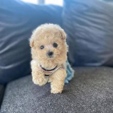 friendly tea cup poodle puppy