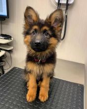 German Shepard Puppies Available for Free Adoption