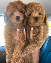 Goldendoodle puppies for adoption. --(kgraykevin0@gmail.com)