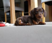 male and female Dachshund puppies