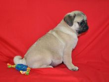 sdcsgc: Gorgeous male PUG puppy.