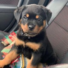 Special little Rottweiler puppies