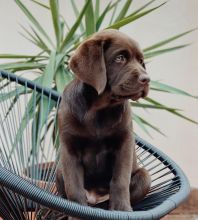 Sweets Labrador retriever puppies