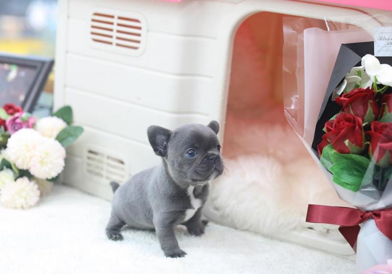 AKC quality French Bulldog Puppies for adoption!!! Image eClassifieds4u