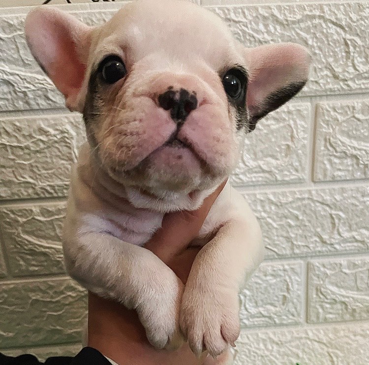 AKC quality French Bulldog puppy for free adoption Image eClassifieds4u