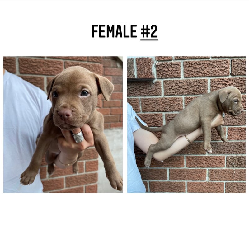 American pitbull terriers (red nose) Image eClassifieds4u