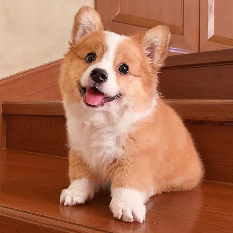 Cute corgi Puppies available for Rehoming Image eClassifieds4u