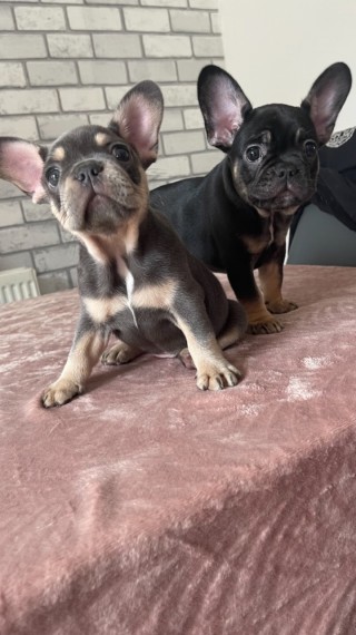 Excellent French Bulldog Puppies Available For AdoptionEmail us @(felixlogangmail57.com) Image eClassifieds4u