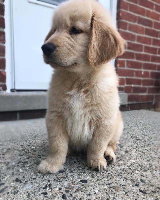 Excellent Golden Retriever Puppies Image eClassifieds4u