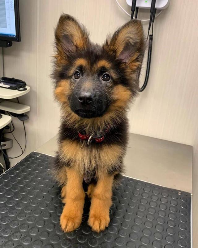 German Shepard Puppies Available for Free Adoption Image eClassifieds4u