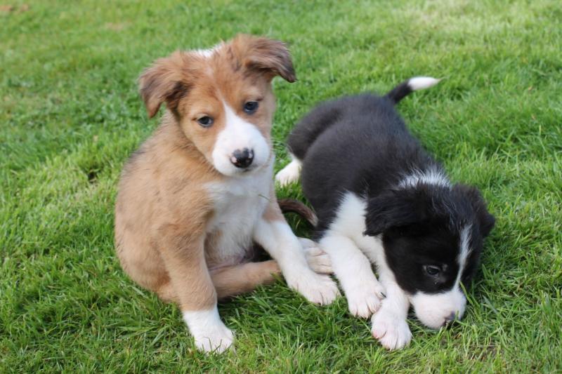 Lovely Border Collie Pups for adoption Image eClassifieds4u