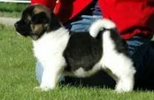 Absolutely Gorgeous Akita Puppies Image eClassifieds4U