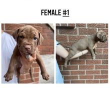 American pitbull terriers (red nose) Image eClassifieds4u 4