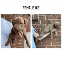American pitbull terriers (red nose) Image eClassifieds4u 3