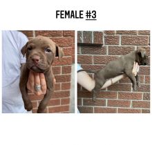 American pitbull terriers (red nose) Image eClassifieds4u 2