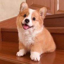 Cute corgi Puppies available for Rehoming Image eClassifieds4U
