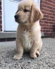 Excellent Golden Retriever Puppies Image eClassifieds4U