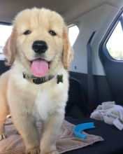 Excellent Golden Retriever Puppies Image eClassifieds4U