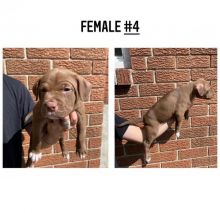 Purebred American Pitbull Terriers (red nose) Image eClassifieds4u 1