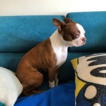 very healthy and cute Boston terrier puppies for you Image eClassifieds4U