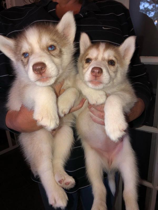 MALE AND FEMALE SIBERIAN HUSKY PUPPIES FOR ADOPTION [ luckpeter90@gmail.com] Image eClassifieds4u