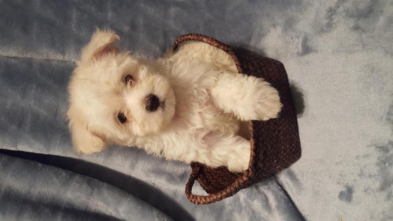 Maltipoo Puppies for Adoption Image eClassifieds4u