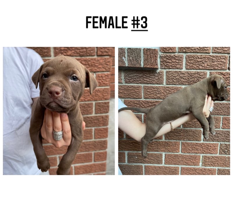 Purebred American Pitbull Terriers (red nose) Image eClassifieds4u