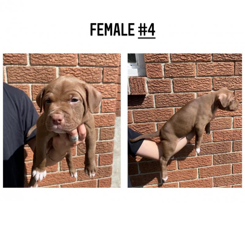 Purebred American Pitbull Terriers (red nose) Image eClassifieds4u