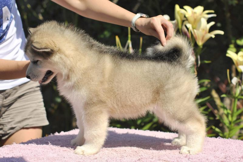 Stunning Alaskan Malamute Puppies Image eClassifieds4u