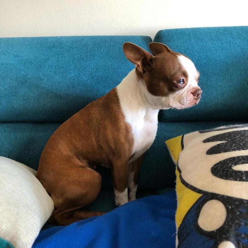 very healthy and cute Boston terrier puppies for you Image eClassifieds4u