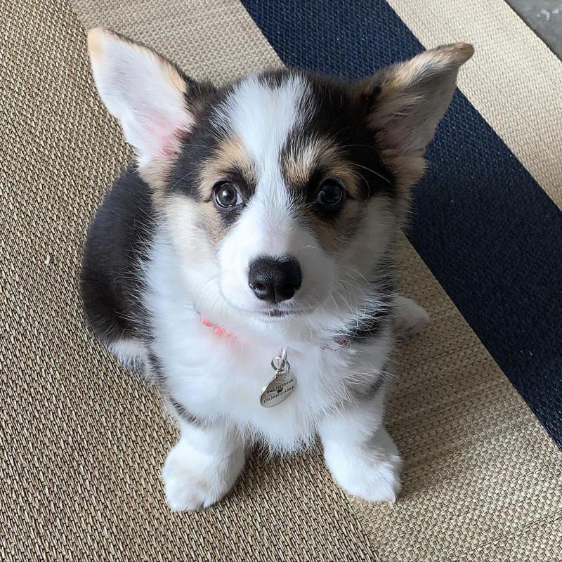 Welsh Corgi (Pembroke) Puppies for Sale Image eClassifieds4u