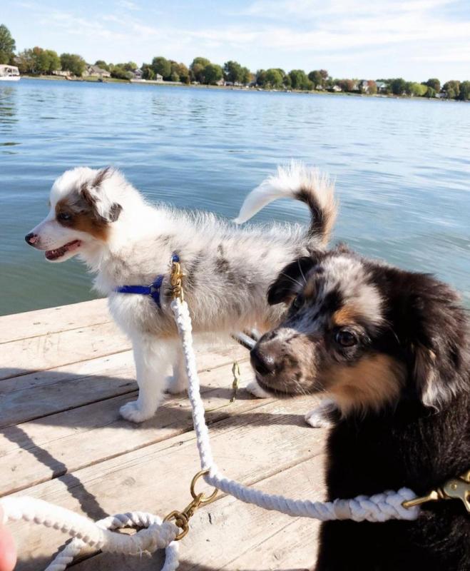 AUSTRALIAN SHEPHERD PUPPIES FOR ADOPTION ( mariathomas3443@gmail.com) Image eClassifieds4u