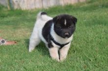 Akita puppies