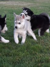 Alaskan Klee Kai puppies for sale