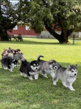 Alaskan Malamute puppies