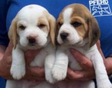 Beagle puppies